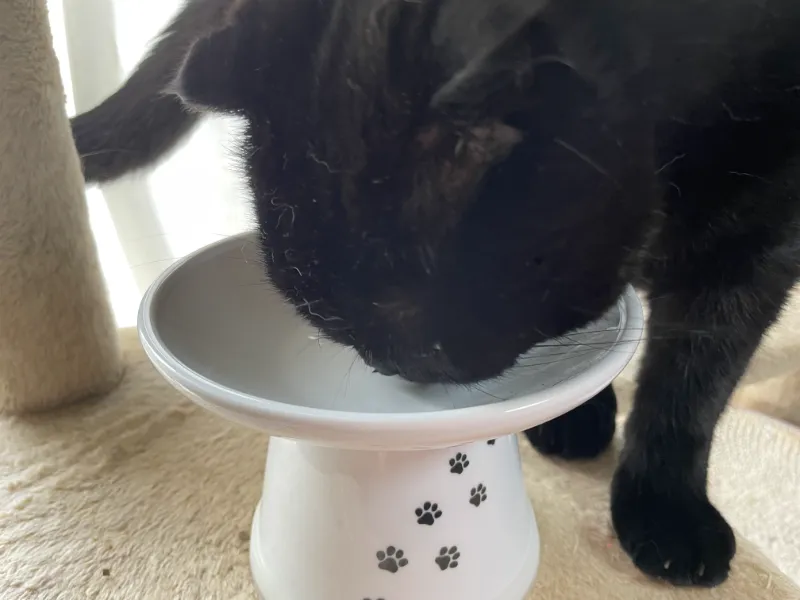 ねこり　食べる